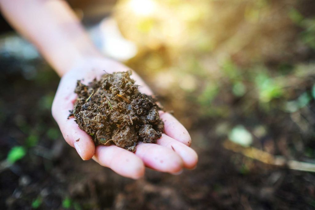 a hand full of compost