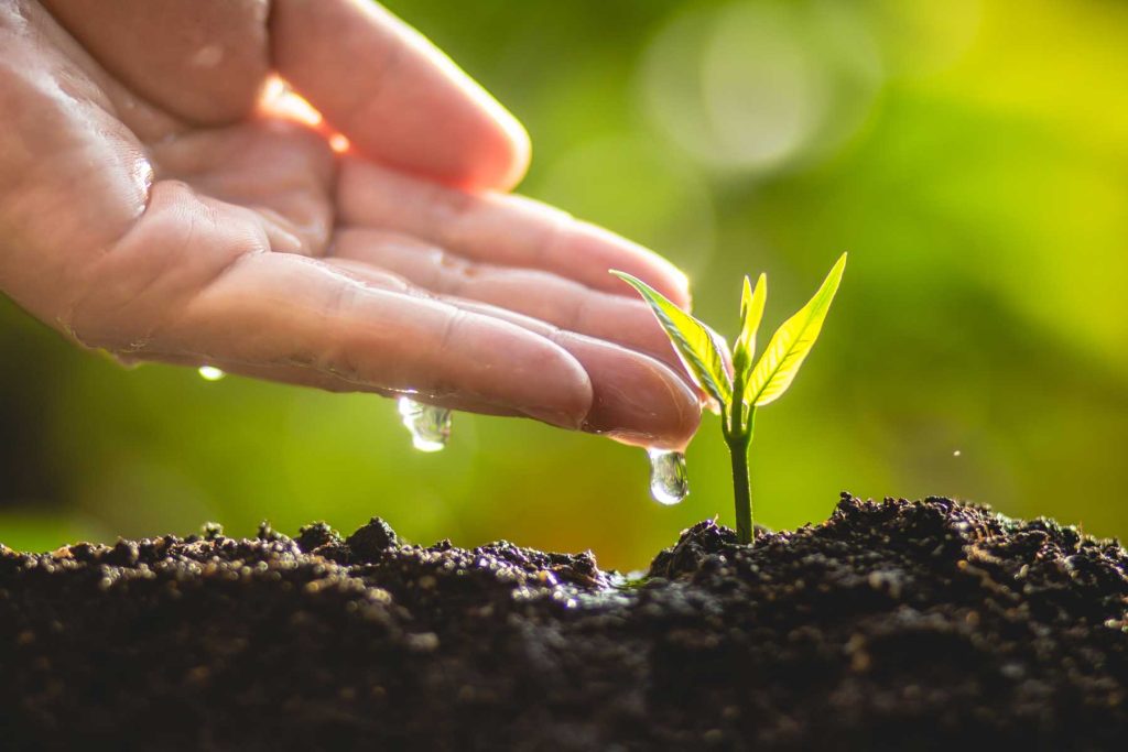 watering a plant by hand