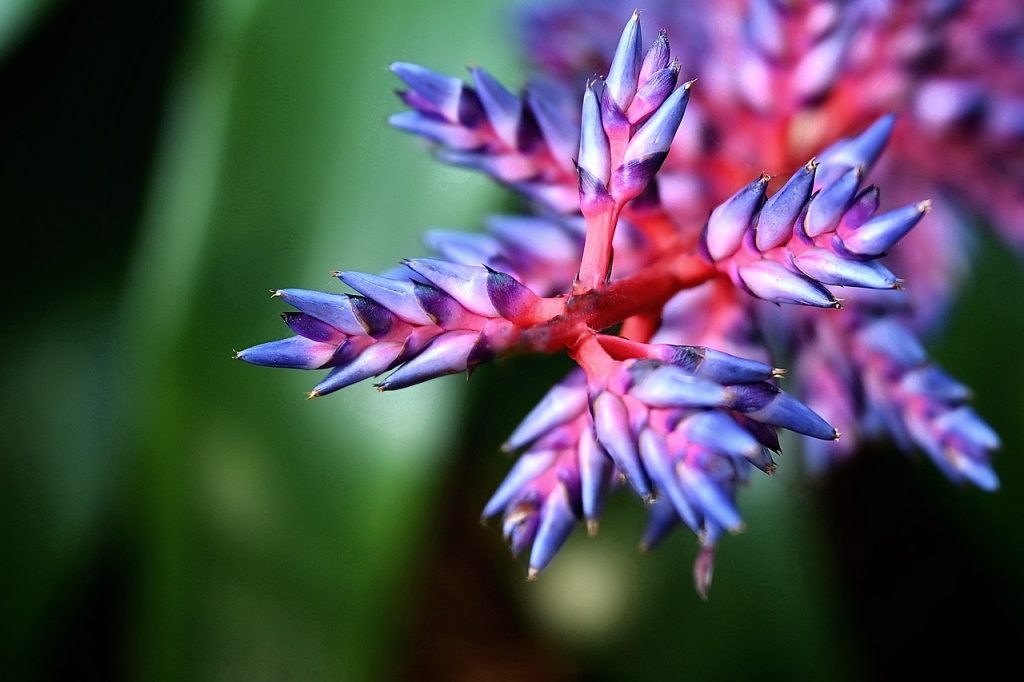 Aechmea Blue Tango