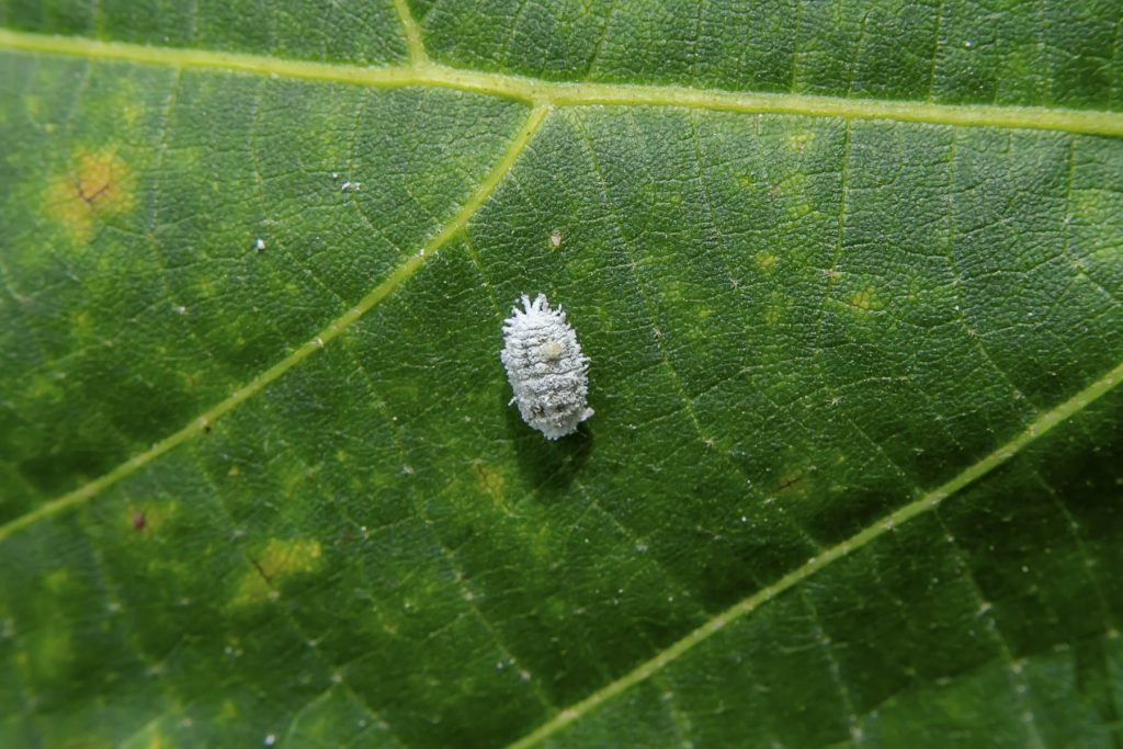 A tiny mealybug on a green leaf