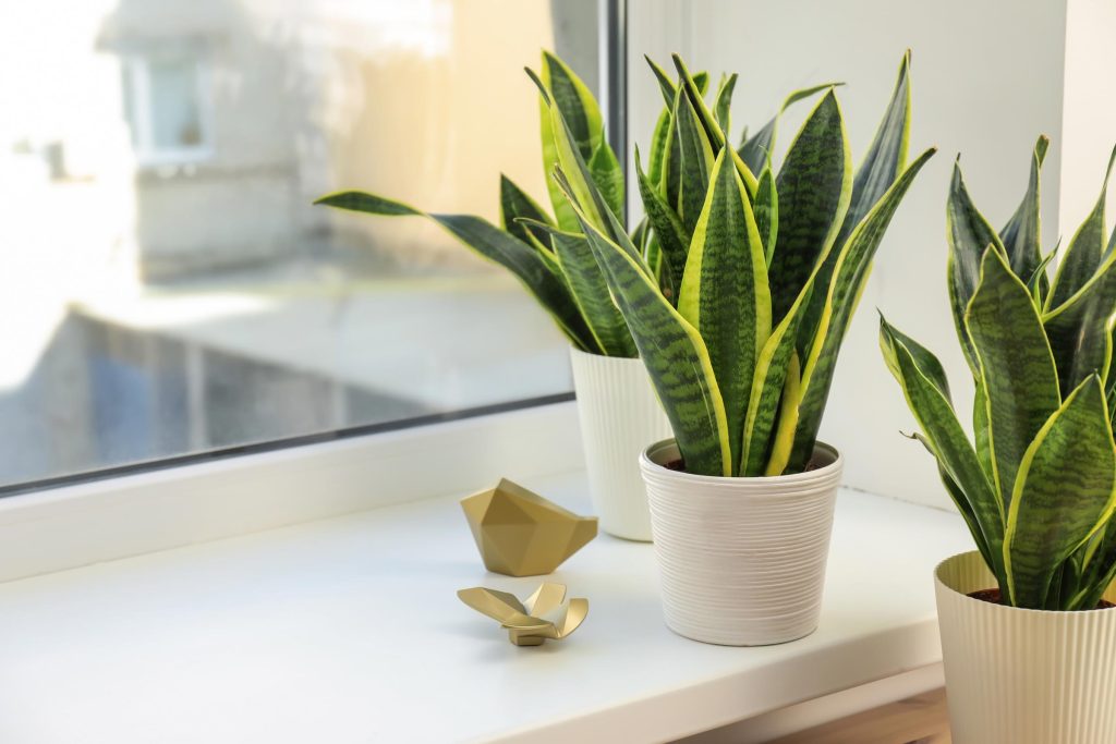 three snake plants by a window